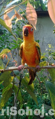 Sunkonur 6 Month Yellow dominant Very Good Quality (Urgent )